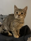 Tiki - Photo 1