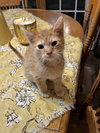 Abe - Photo 1