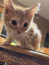 Abe - Photo 2