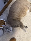 Lily - Photo 1
