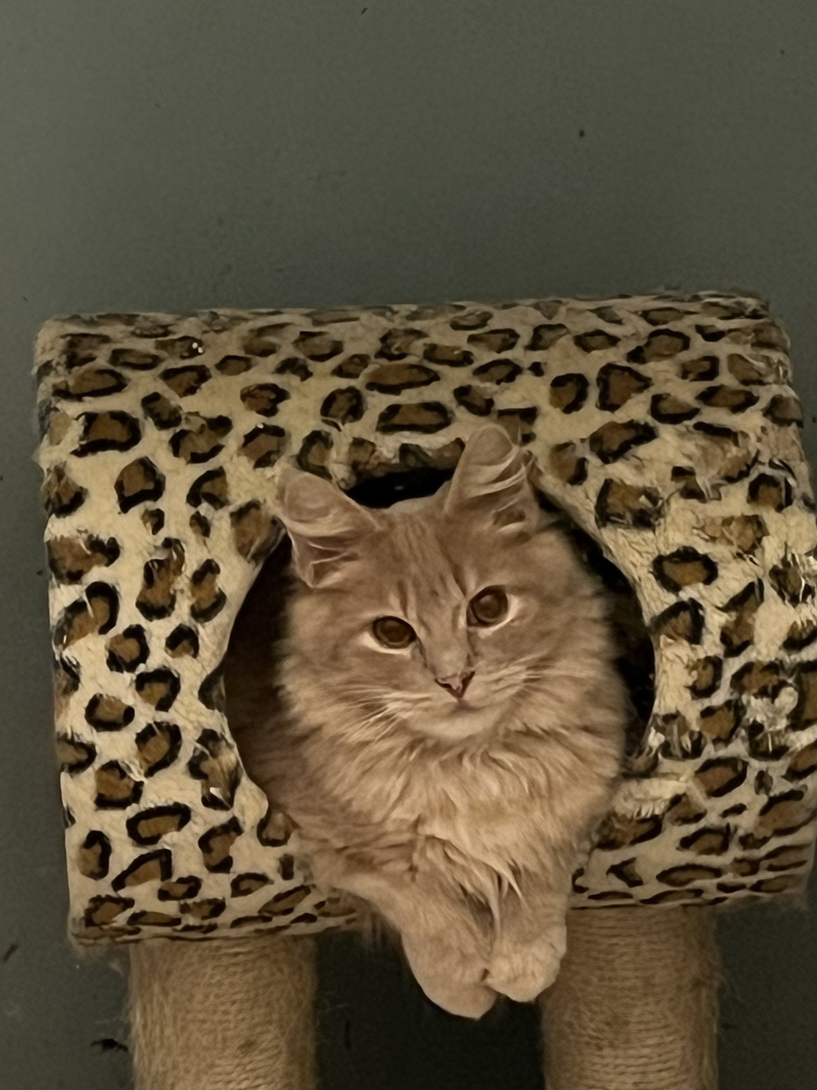 Fuzz Image