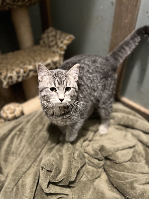 FRECKLES - Domestic Short Hair available for adoption