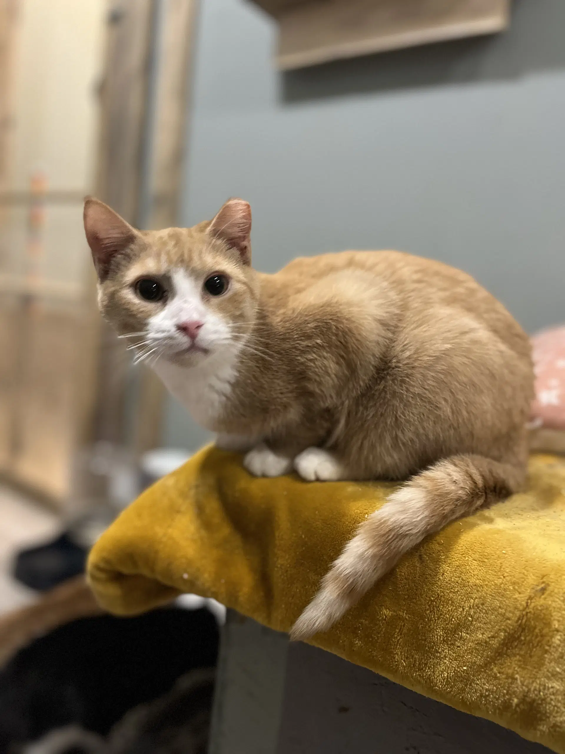 Sherbet - Domestic Medium Hair