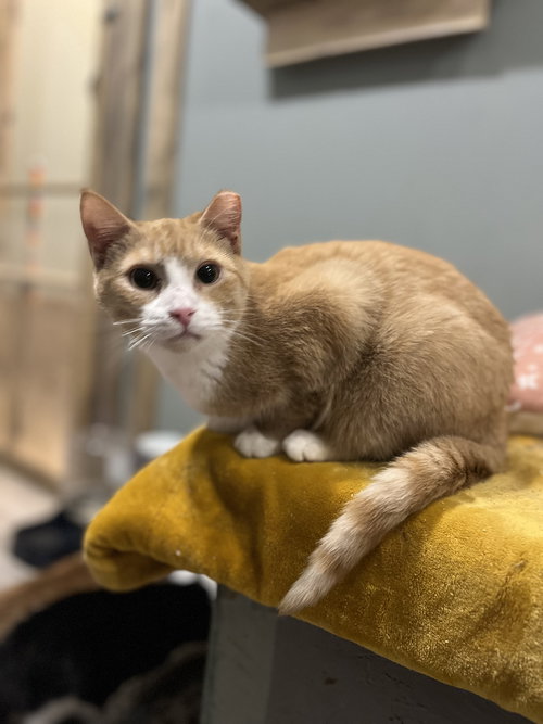 Sherbet, Baby Domestic Medium Hair / Mixed (short coat), cat for adoption in Shakopee, Minnesota