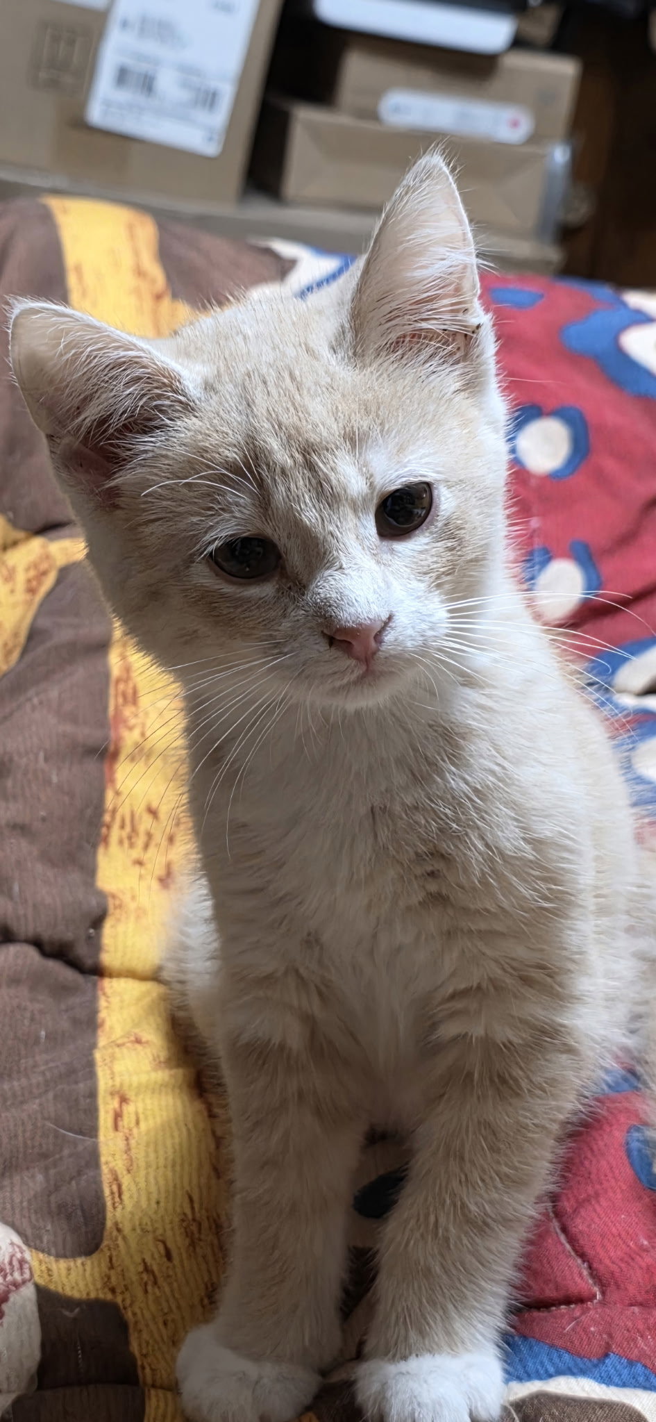 Colby Image