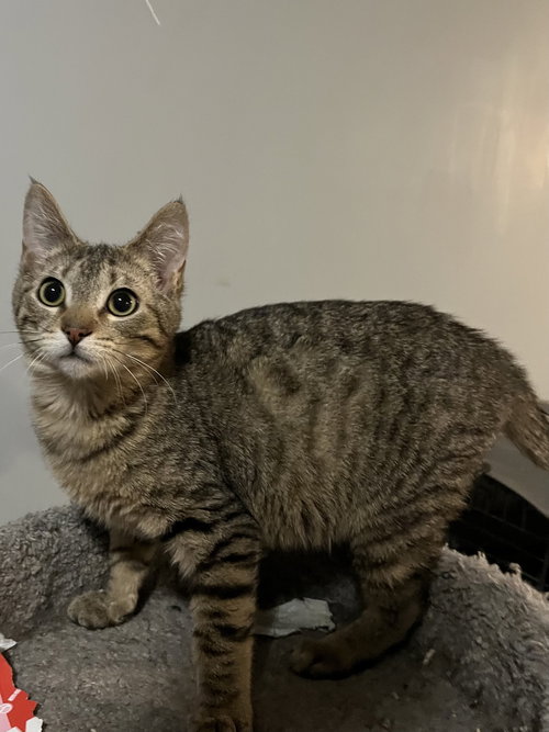 Hobbs, Young Tabby / Mixed (short coat), cat for adoption in Shakopee, Minnesota