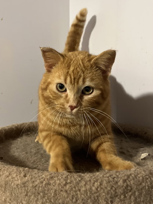 Sassafras, an adoptable Domestic Short Hair in Zimmerman, MN