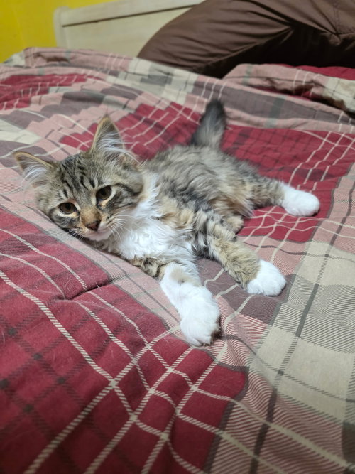 OLIVER - Domestic Medium Hair available for adoption