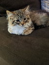 Oliver - Photo 2