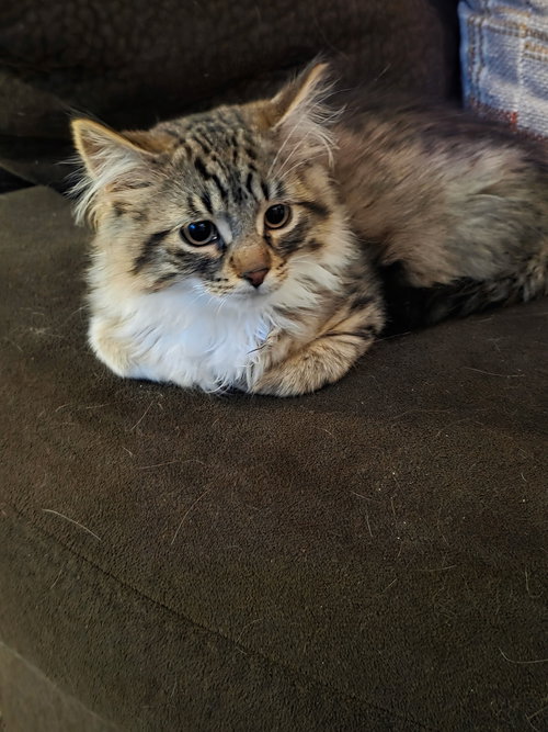 OLIVER - Domestic Medium Hair available for adoption