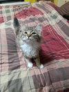 Oliver - Photo 3