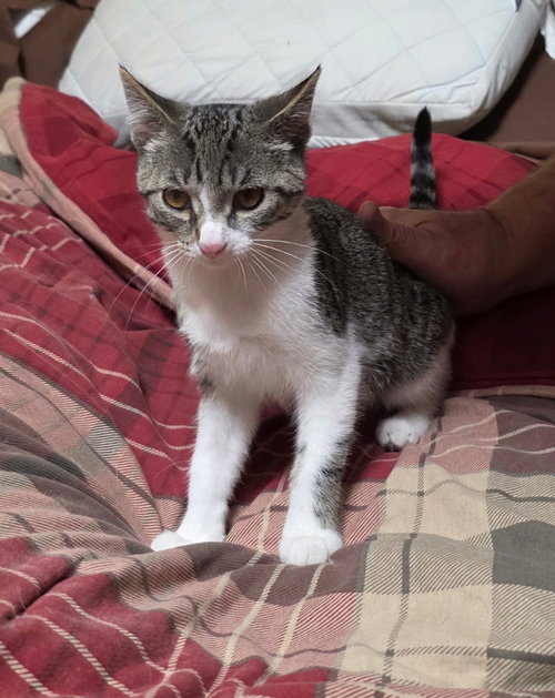 LEO - Domestic Short Hair available for adoption