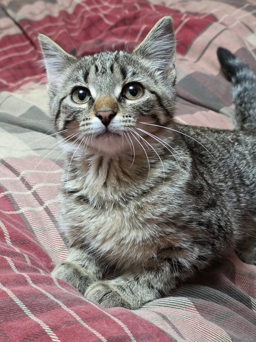 NORI - Domestic Short Hair available for adoption