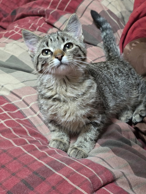 NORI - Domestic Short Hair available for adoption