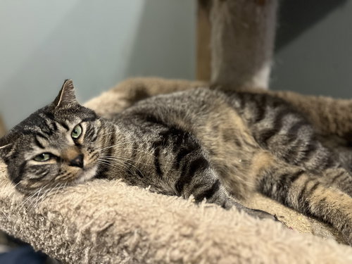 Barney, Adult Domestic Short Hair / Mixed (short coat), cat for adoption in Shakopee, Minnesota