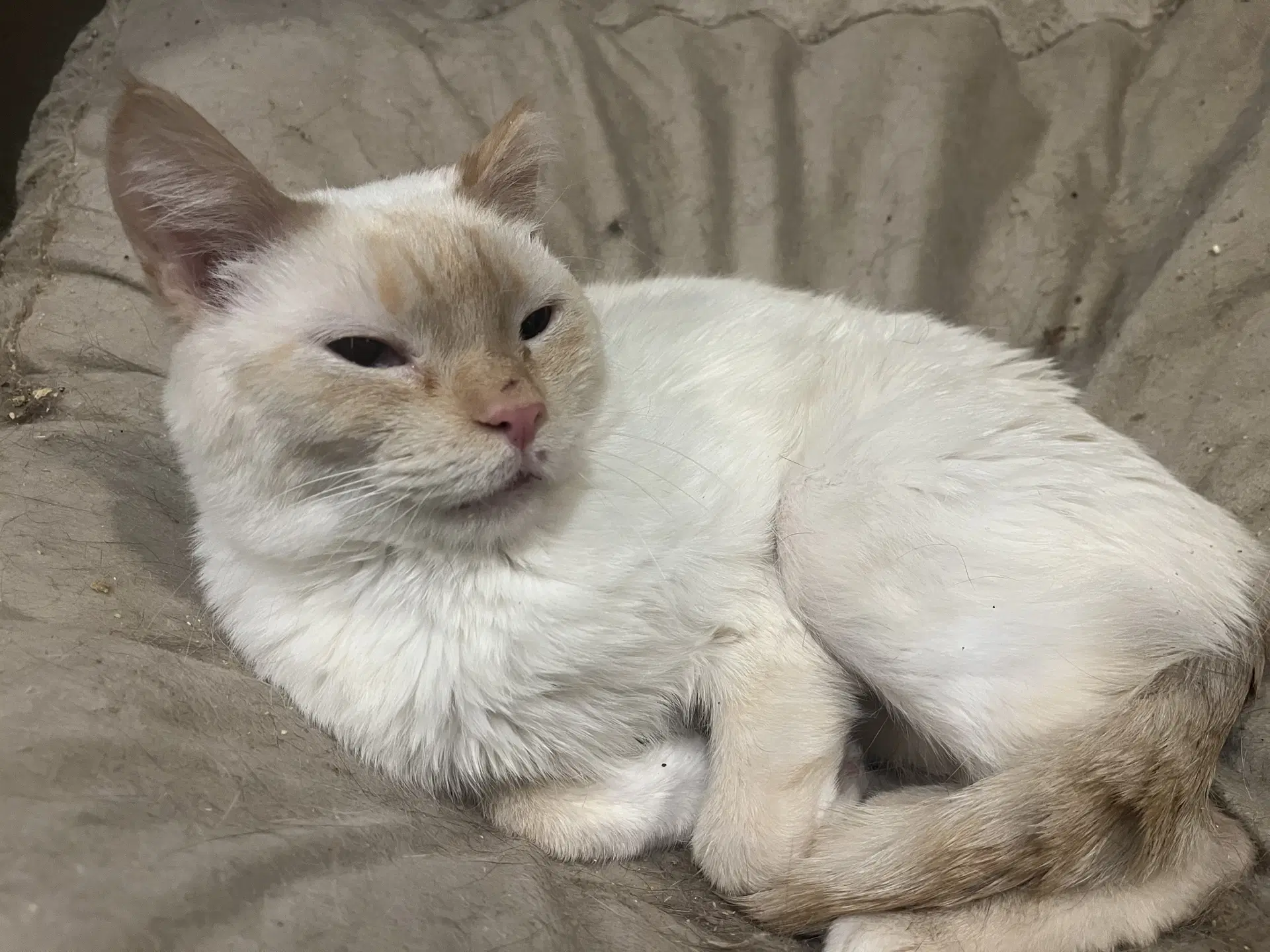 Firefly - Siamese