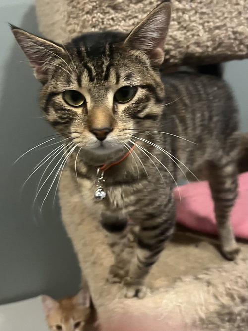 Draco, an adoptable Domestic Short Hair in Zimmerman, MN
