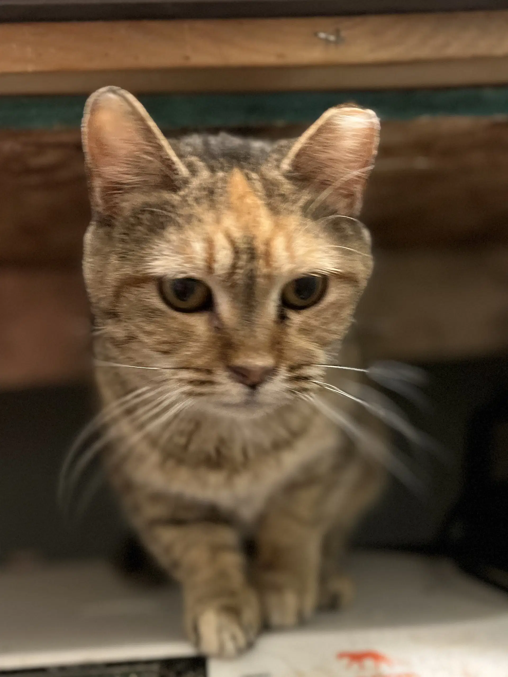 Primrose - Domestic Short Hair
