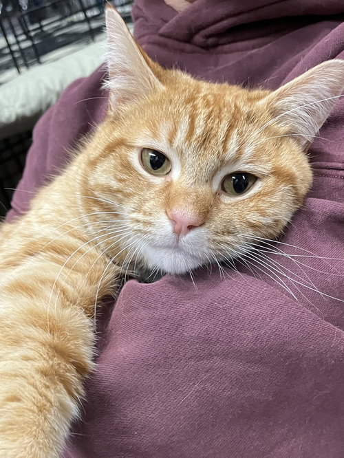 Axel, Adult Domestic Short Hair / Tabby / Mixed (short coat), cat for adoption in Shakopee, Minnesota
