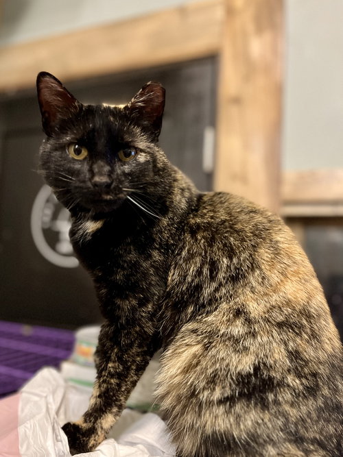 Beauty, Adult Tortoiseshell / Domestic Short Hair / Mixed (short coat), cat for adoption in Shakopee, Minnesota