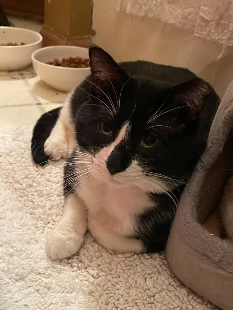 Sylvester - Domestic Short Hair
