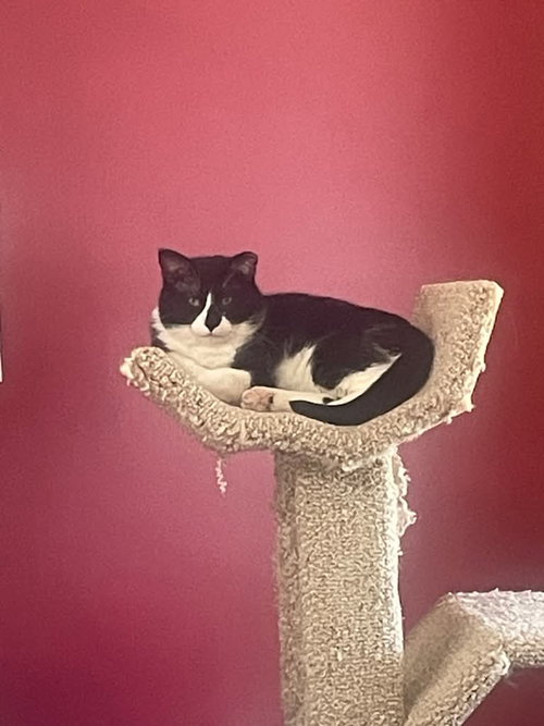 Photo 2 of Sylvester