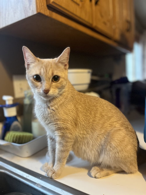 Natty, an adoptable Domestic Short Hair in Zimmerman, MN