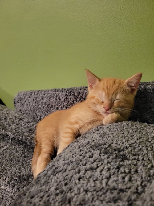 Popcorn, an adoptable Domestic Short Hair in Zimmerman, MN