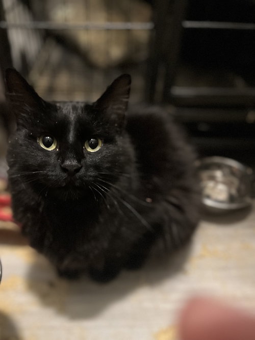 Armand, an adoptable Domestic Medium Hair in Zimmerman, MN
