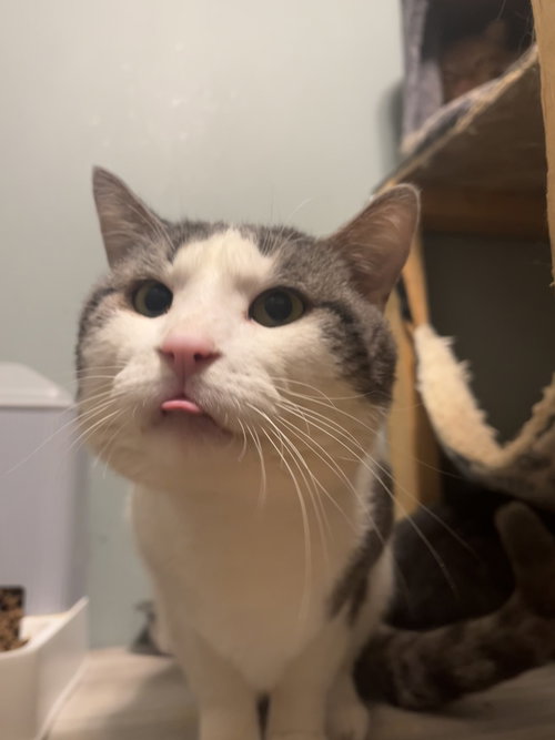 Calcifer, an adoptable Domestic Short Hair in Zimmerman, MN