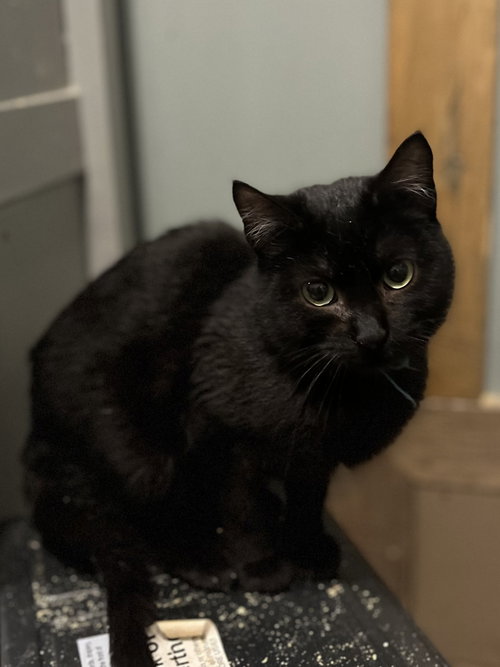 Bear, an adoptable Domestic Short Hair in Zimmerman, MN