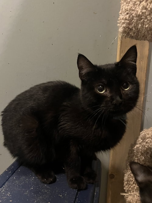 Midnight, an adoptable Domestic Short Hair in Zimmerman, MN