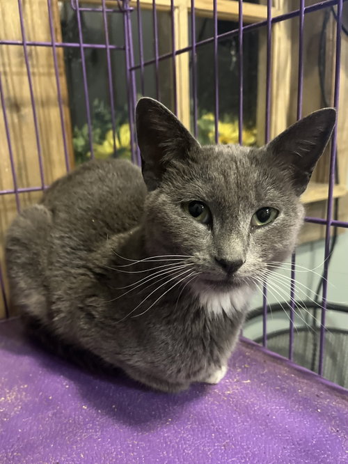 Cooper, an adoptable Domestic Short Hair in Zimmerman, MN