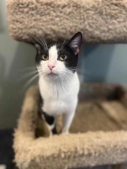 Rio, an adoptable Domestic Short Hair in Zimmerman, MN