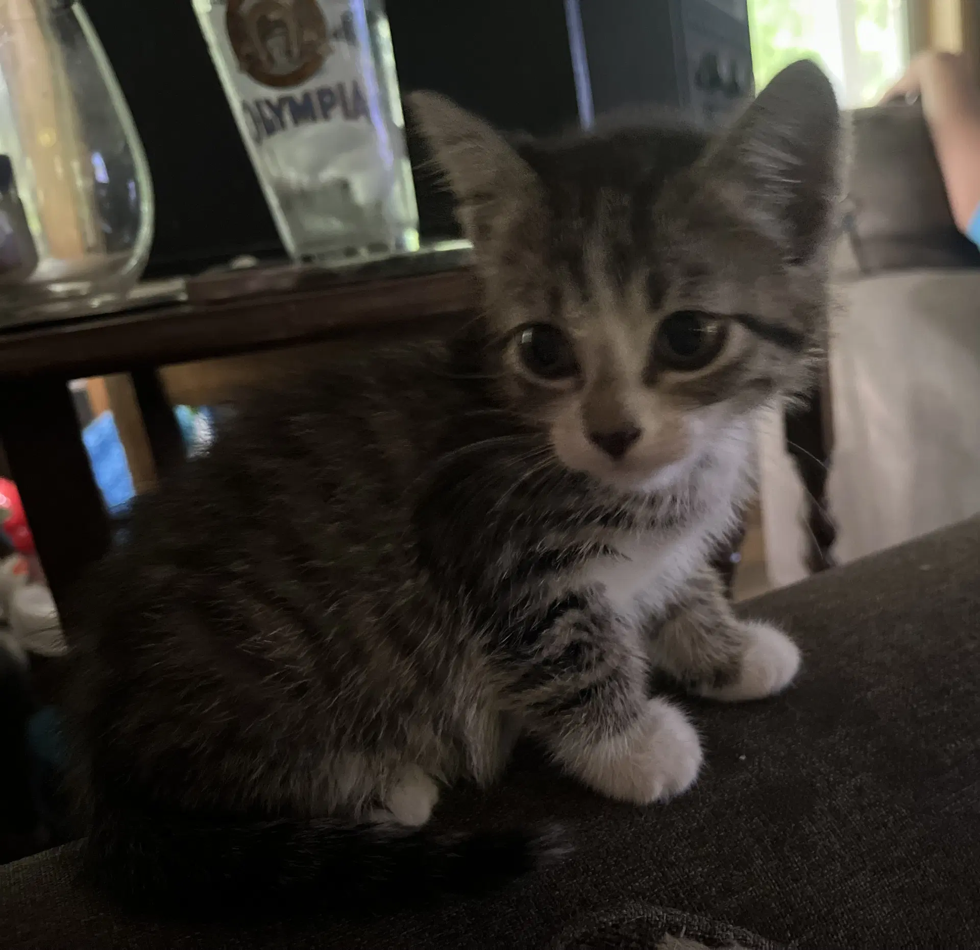 Basil - Domestic Short Hair