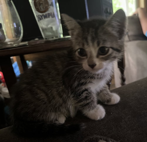 Basil