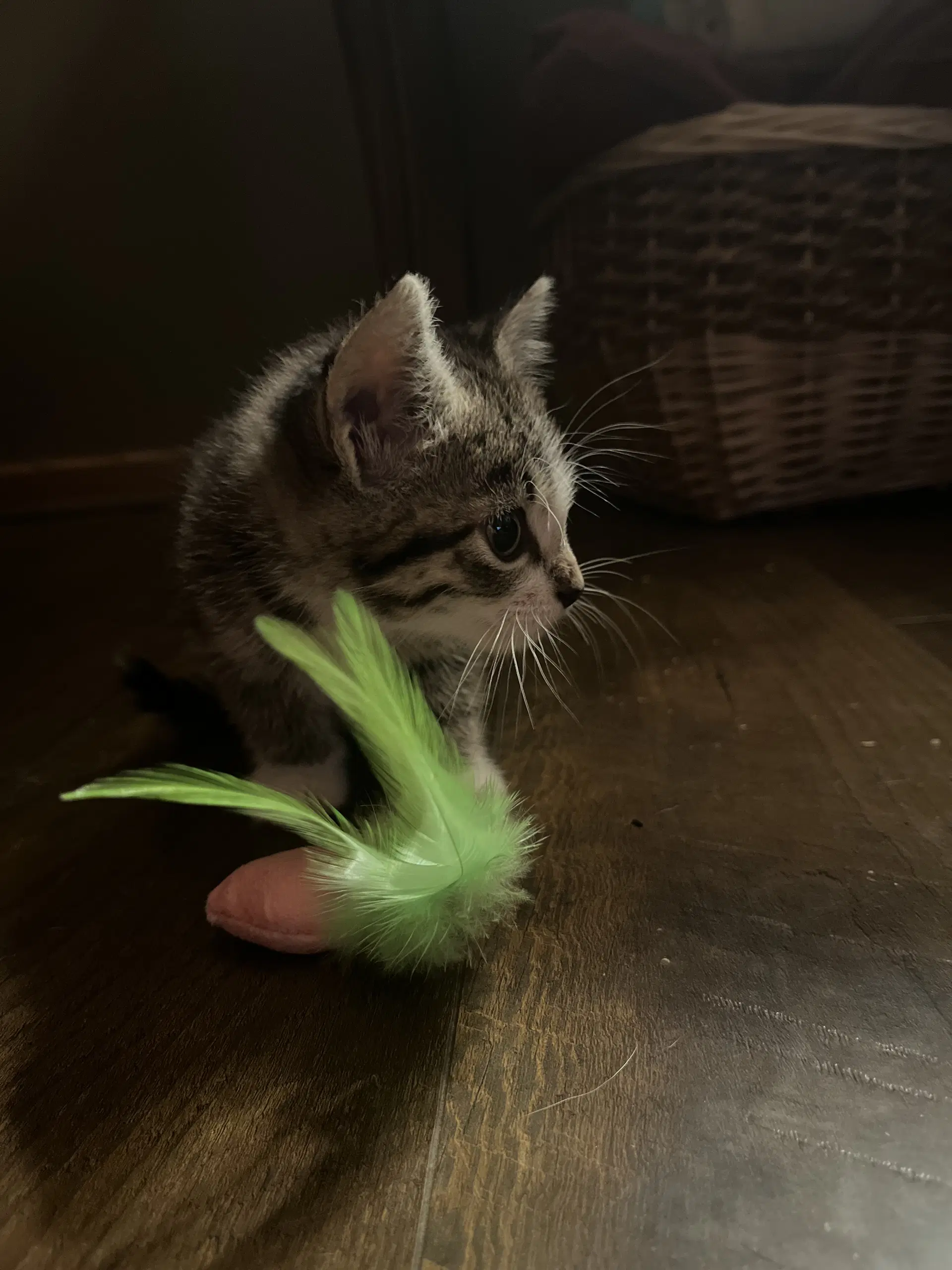 Basil image 2