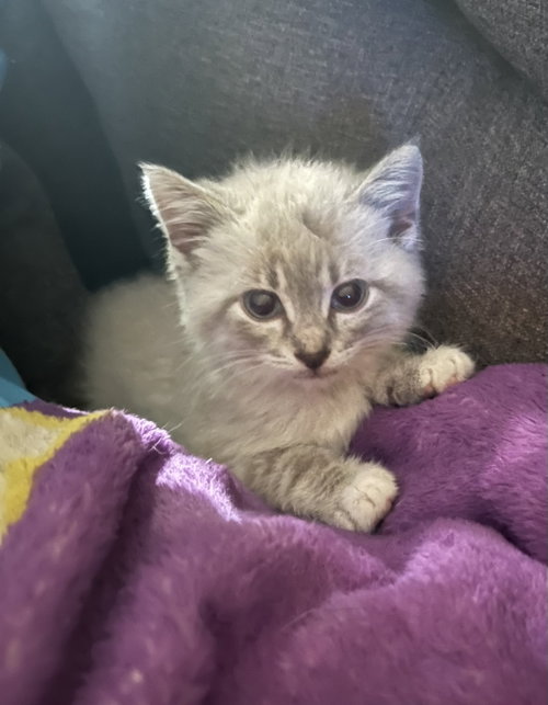 Simon