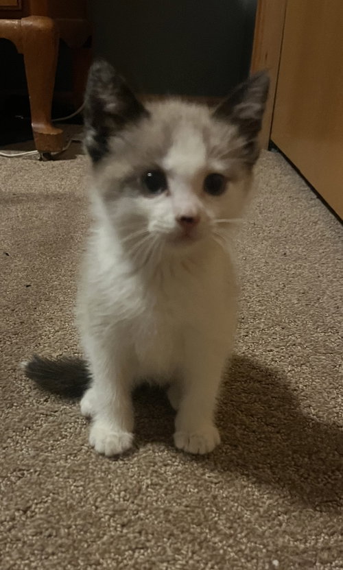 Roscoe