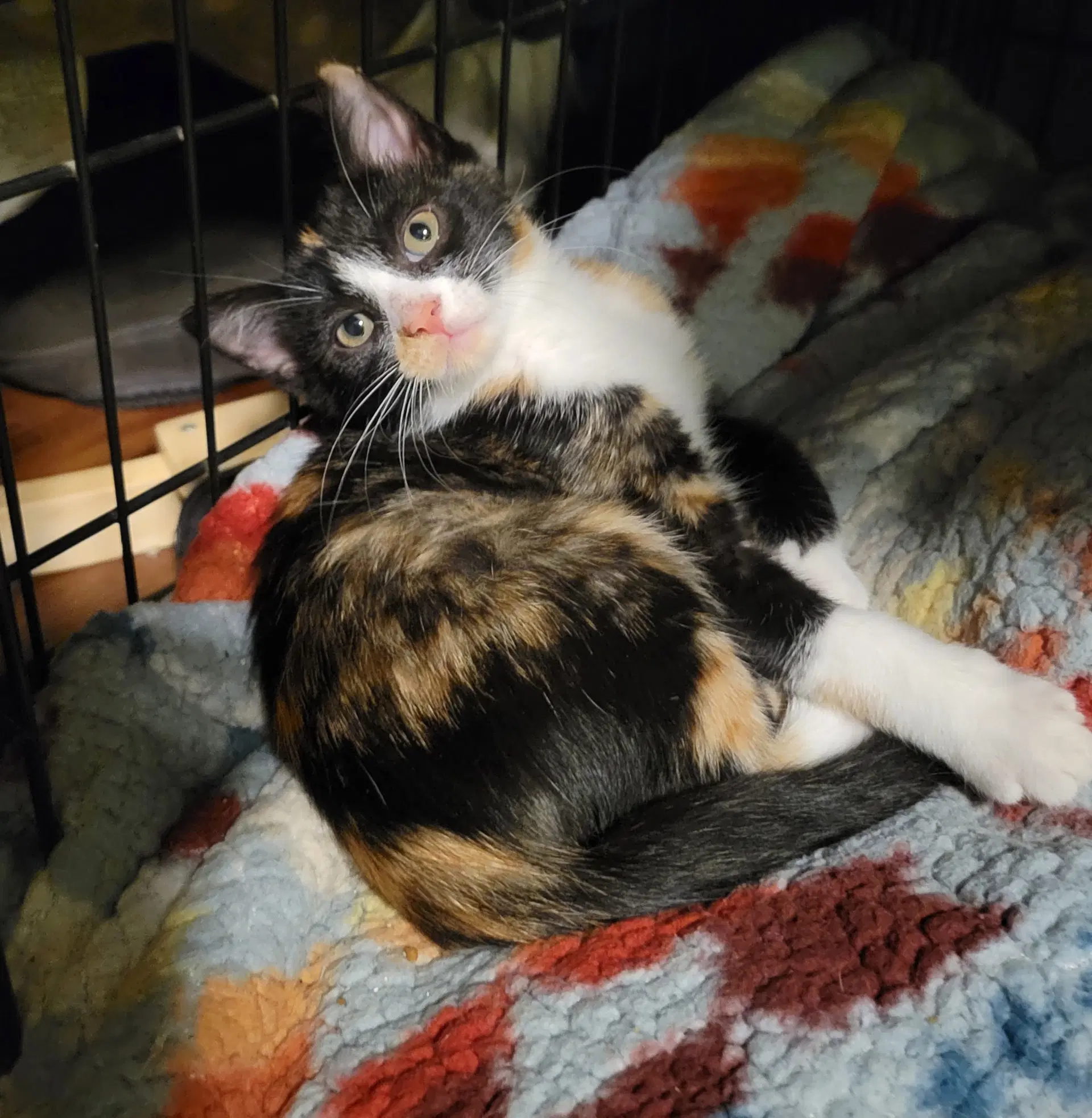 Raya - Domestic Short Hair