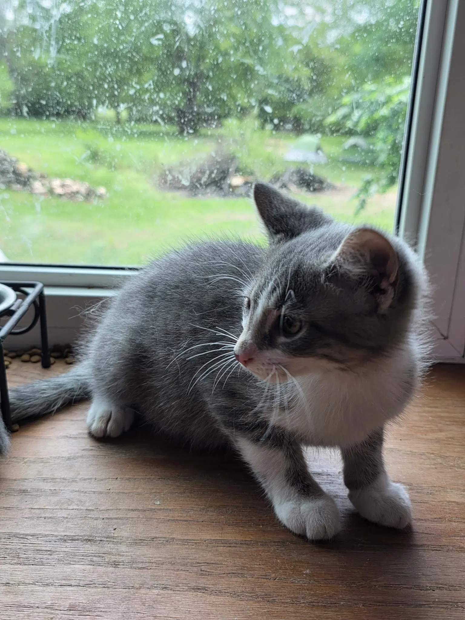 Goose - Domestic Short Hair