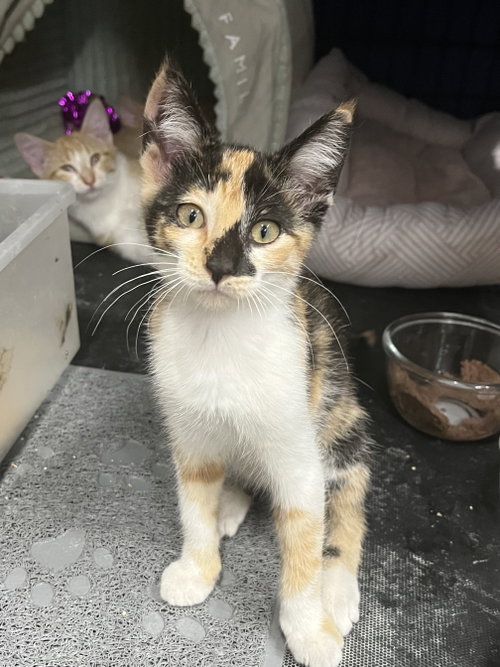 Daisy, an adoptable Domestic Short Hair in Zimmerman, MN