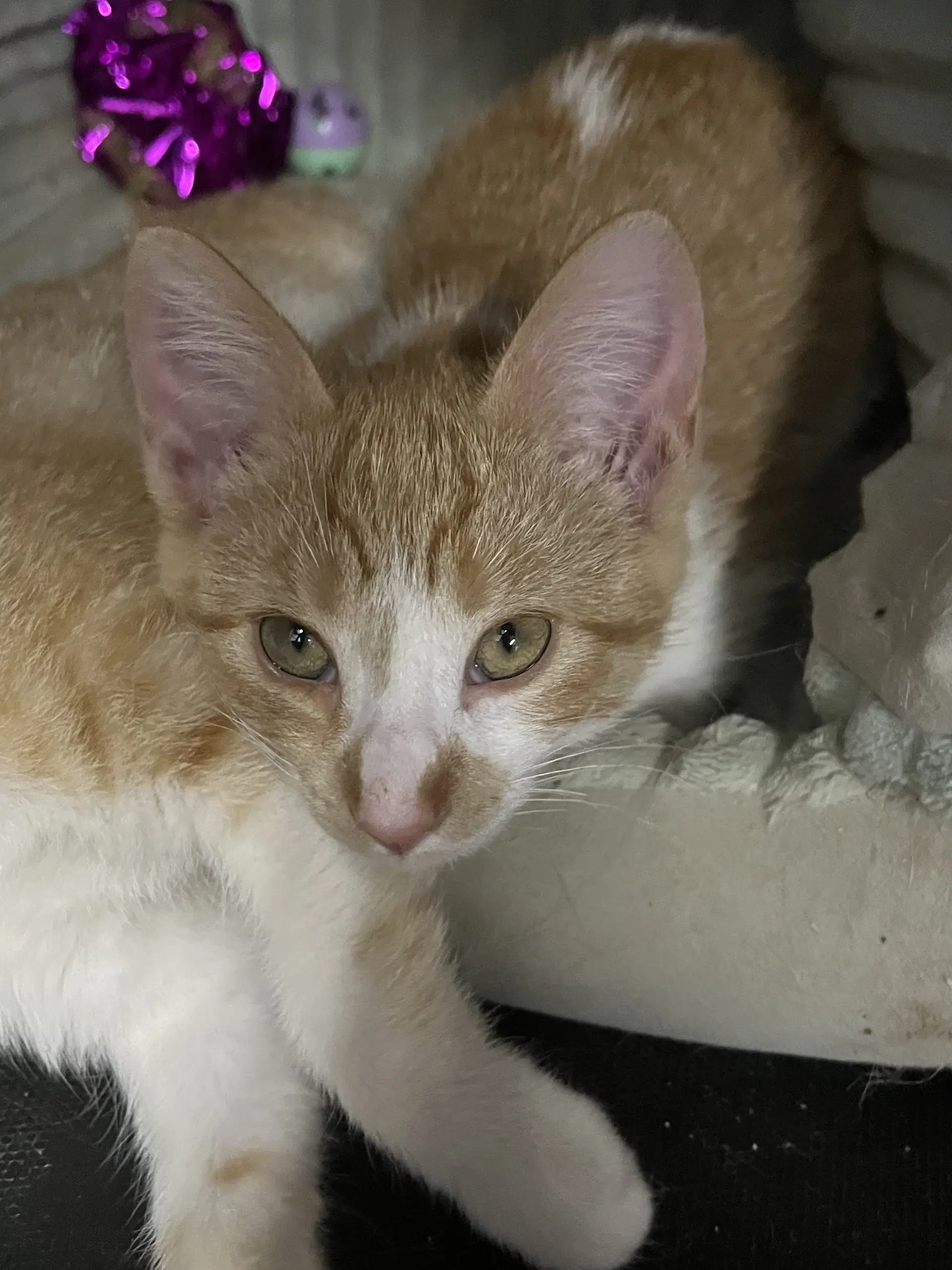 Harriet - Domestic Short Hair