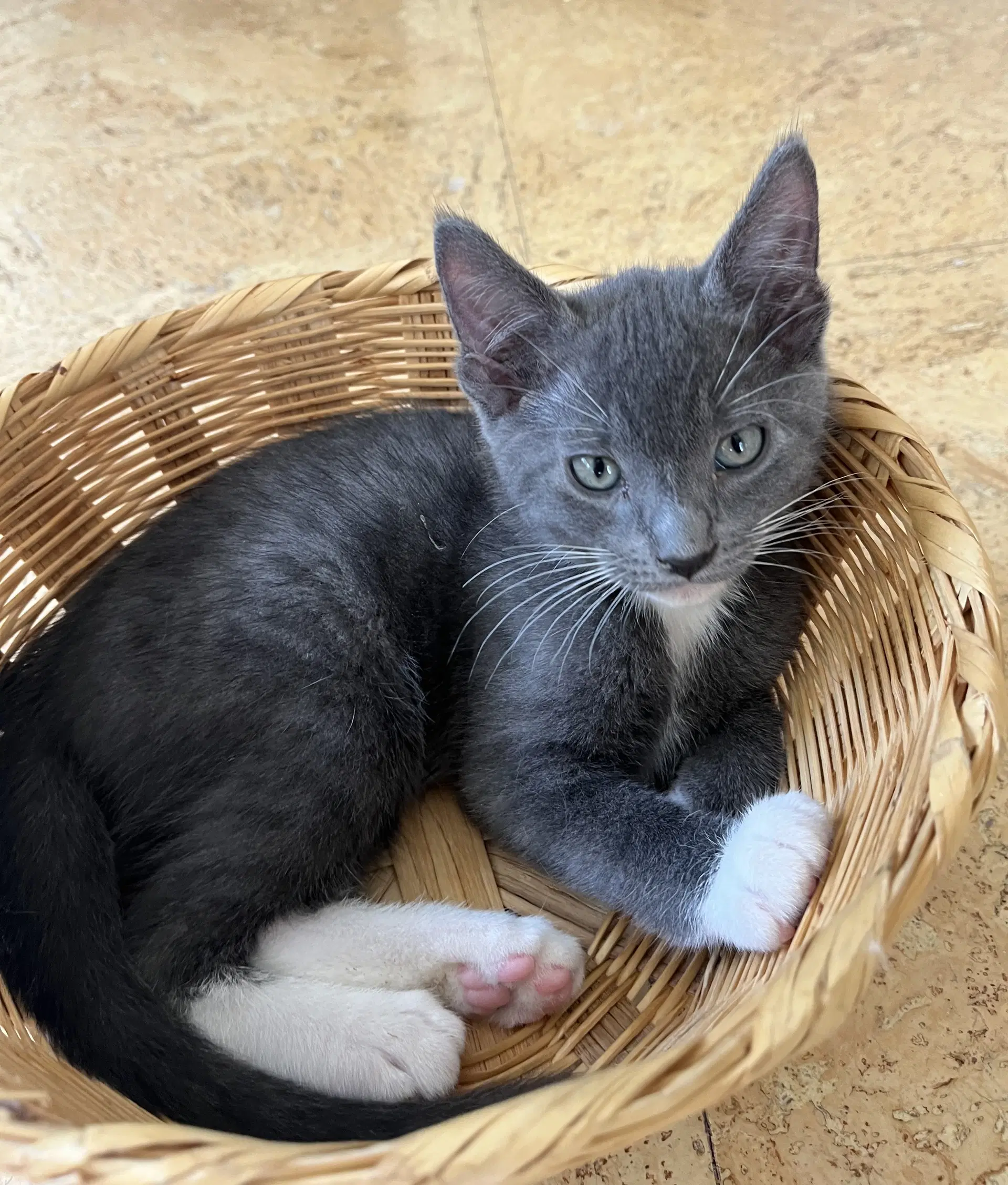 Boots - Domestic Short Hair