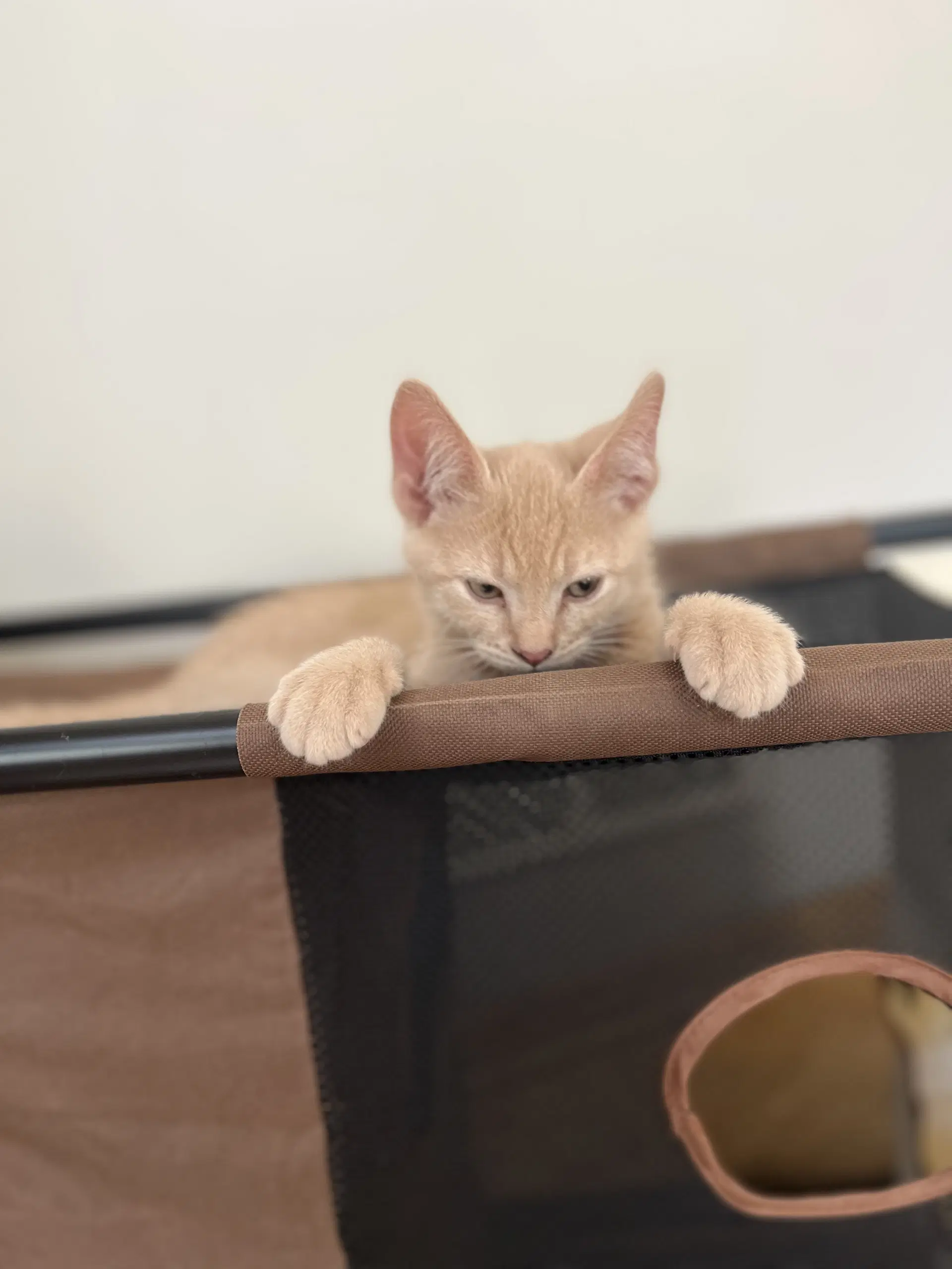 Mila - Domestic Short Hair