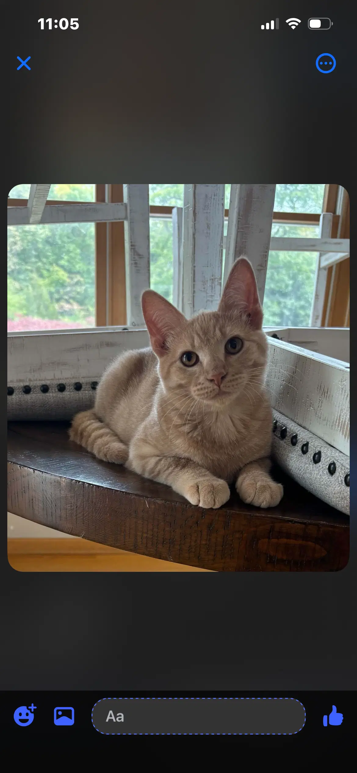 Mila - Domestic Short Hair