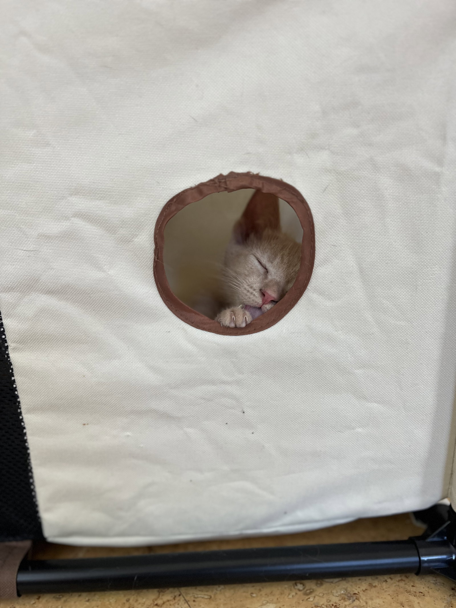 Dobby, photo 3