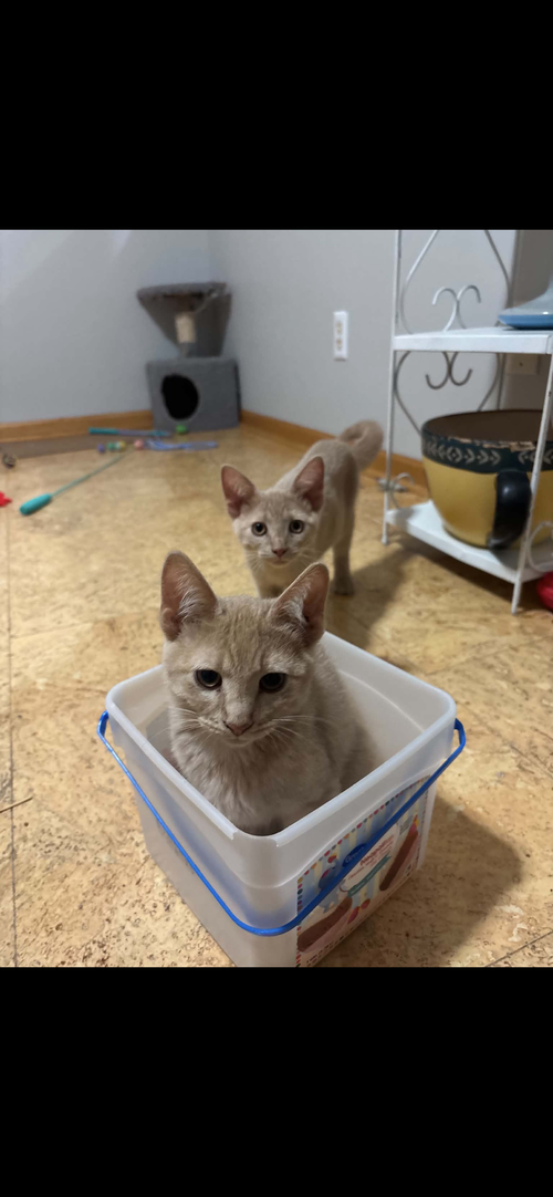 Dobby, a cat for adoption from The Kitty Cottage Sanctuary