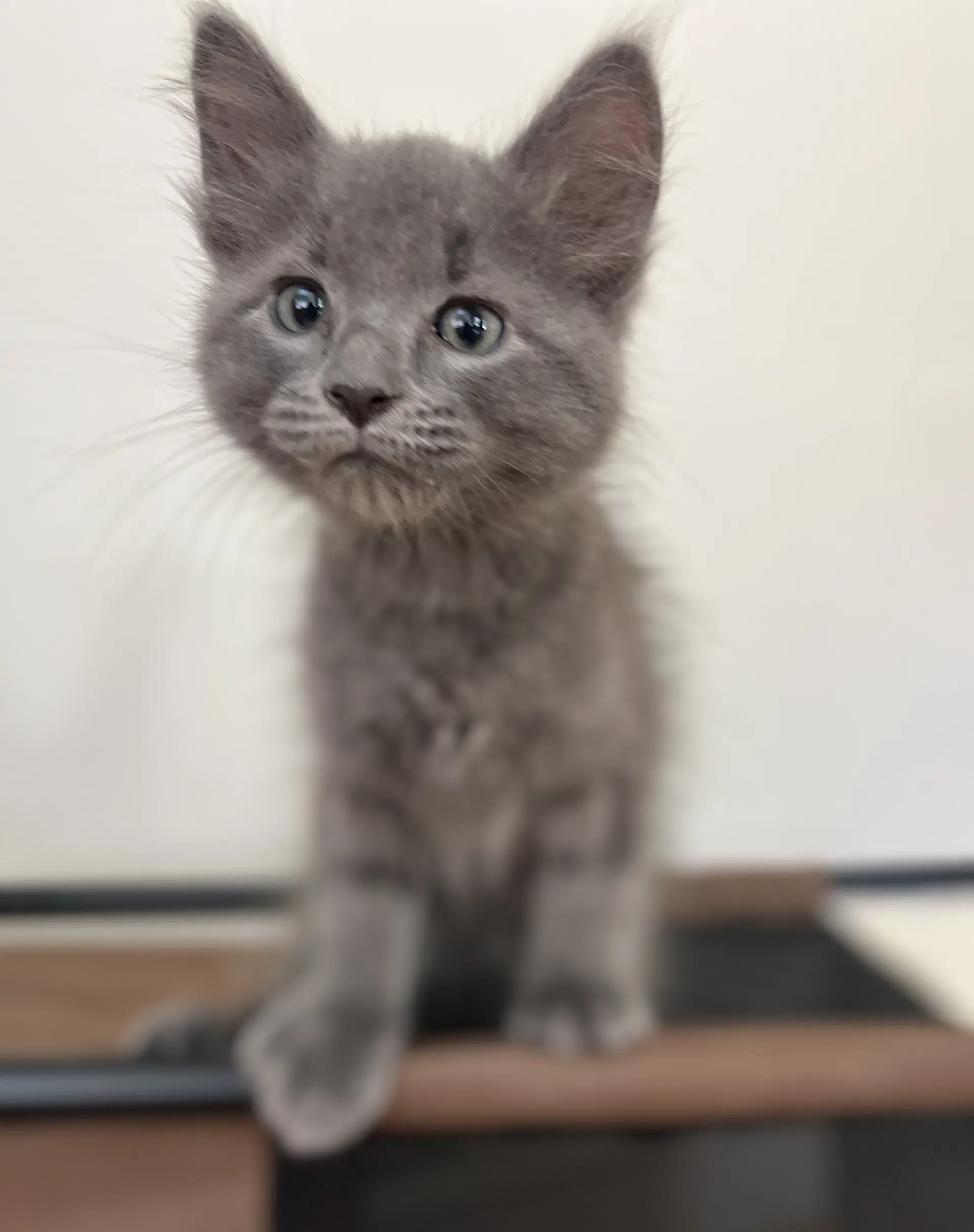 Blue - Domestic Medium Hair