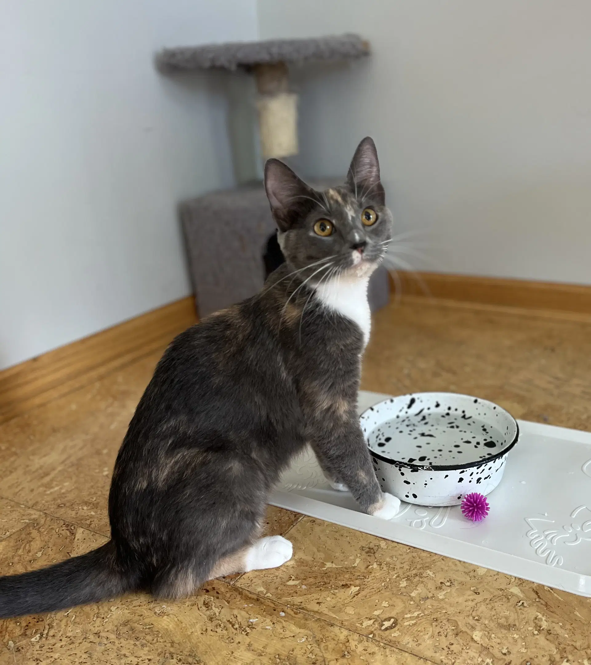 Ivy - Domestic Short Hair